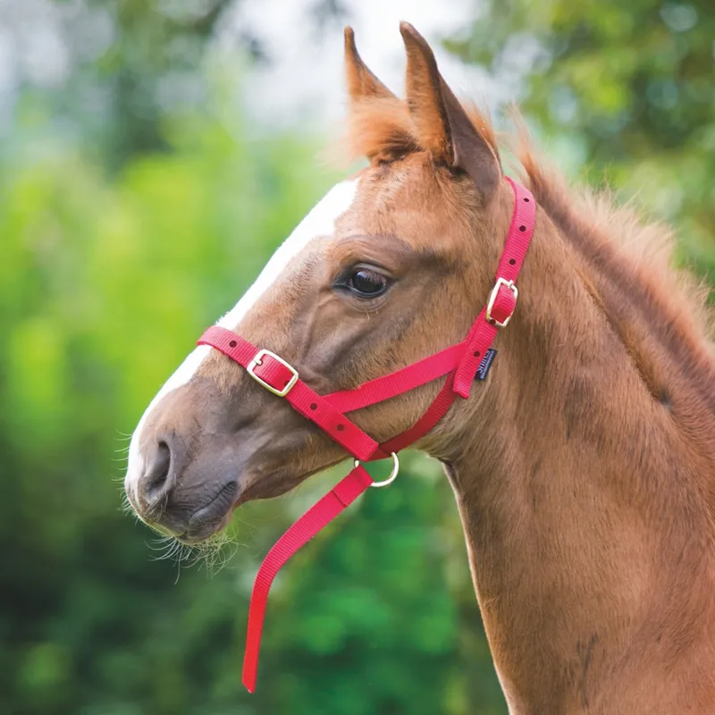 ARMA Foal Slip - Red