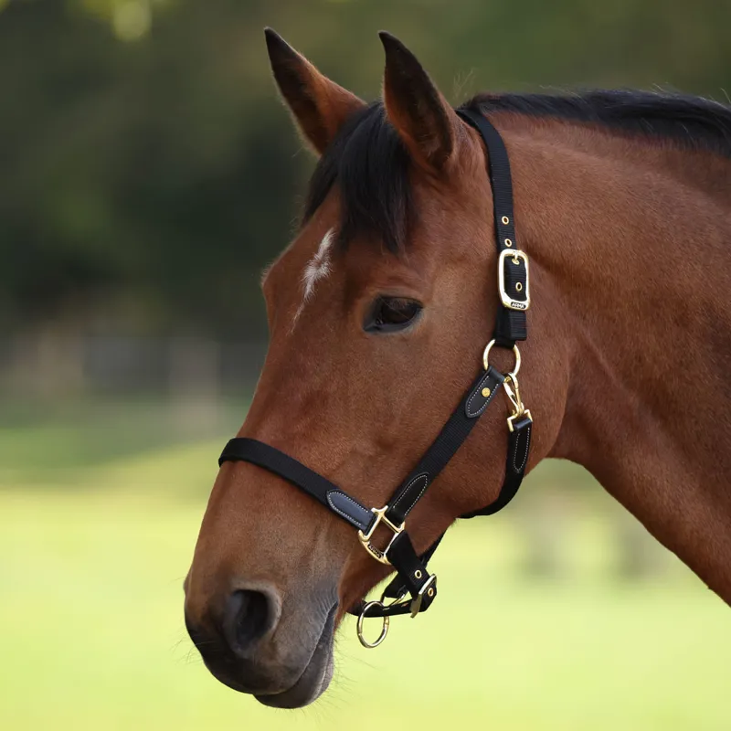 ARMA Porta Headcollar - Black-1