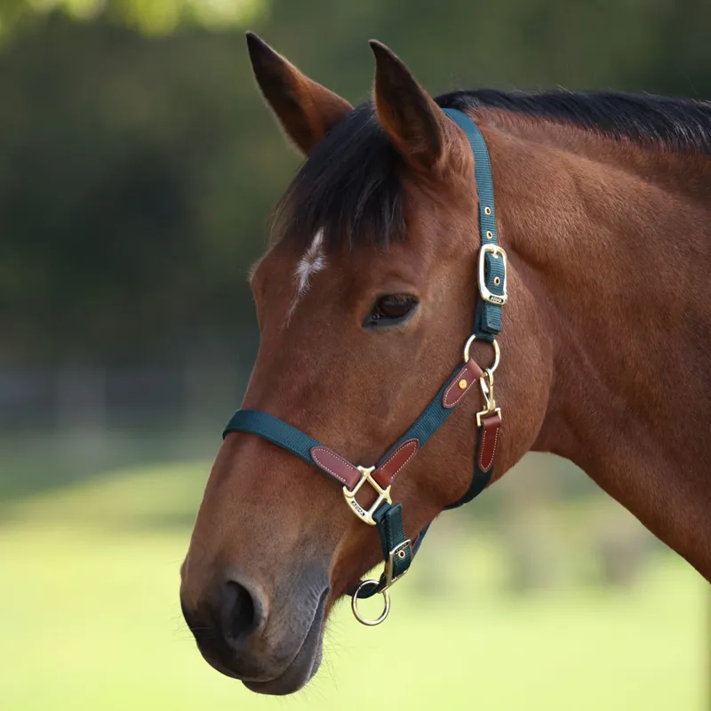 ARMA Porta Headcollar - Green-1