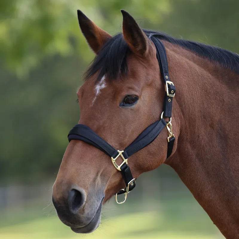 ARMA Padded Headcollar - Black-1