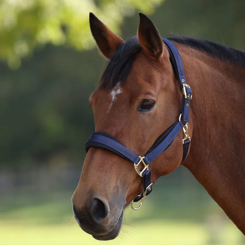 ARMA Padded Headcollar - Navy-1