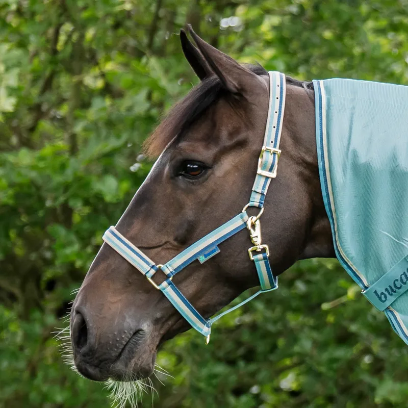 Bucas Dublin Headcollar - Turquoise Pre-Order