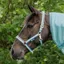 Bucas Dublin Headcollar - Turquoise Pre-Order