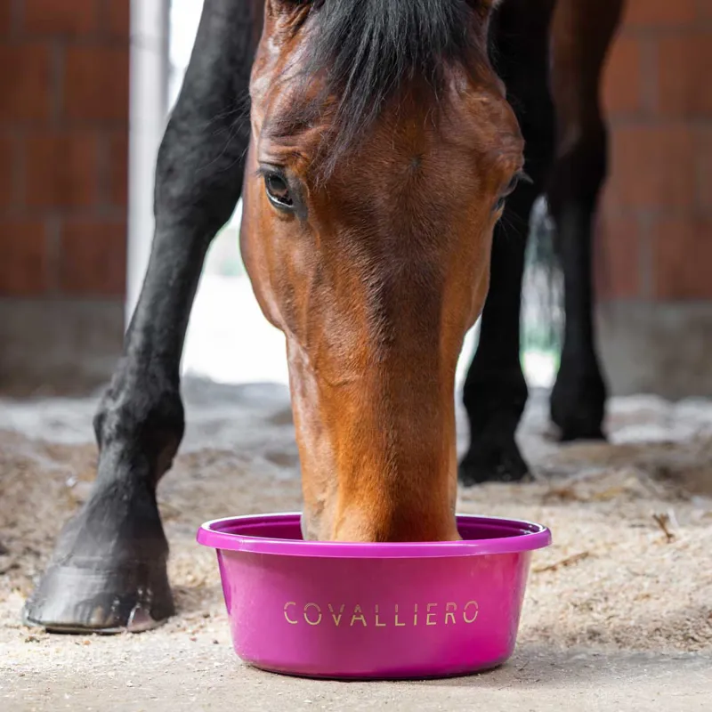 Covalliero Feed Bowl - Light Berry-1