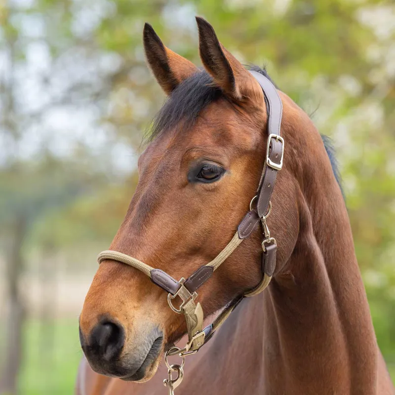 Covalliero Cordano Lux Headcollar - Walnut-1