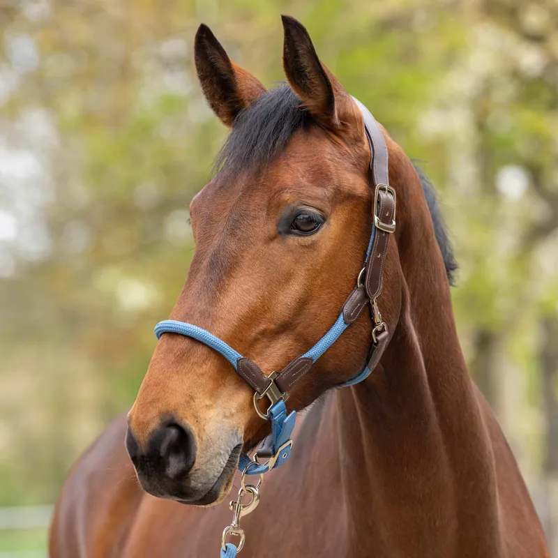 Covalliero Cordano Lux Headcollar - Smoked Blue-1