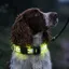 Equi Light LED Rechargeable Dog Collar - Yellow