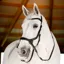 Horseware Micklem Bitless Bridle - Black