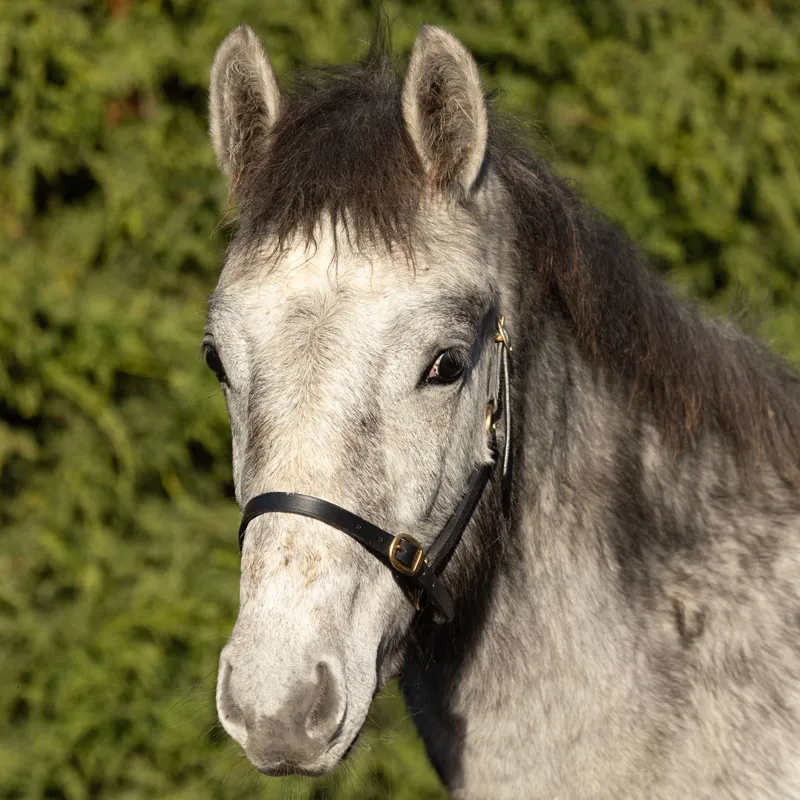 Hy Equestrian Leather Foal Headcollar - Black-1