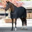 LeMieux Arika Air-Tek Stable Sheet - Navy
