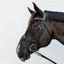 Kentucky Anti-Fly Nose Net - Black