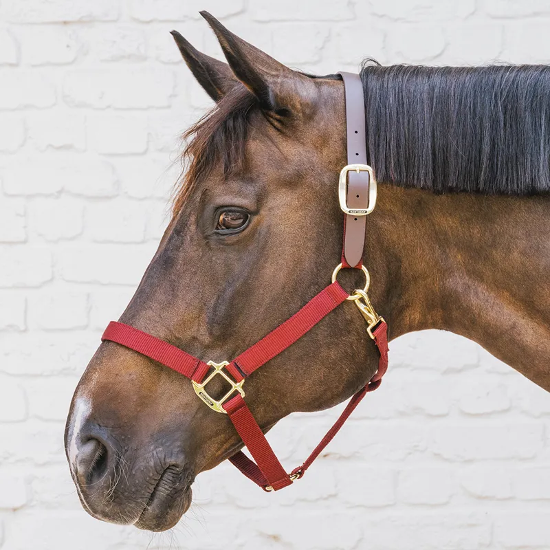 Kentucky Horsewear Nylon Breakaway Safety Headcollar - Bordeaux/Brown