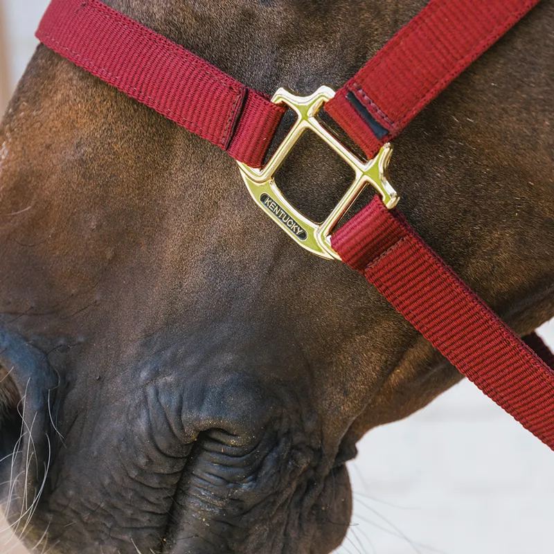 Kentucky Horsewear Nylon Breakaway Safety Headcollar - Bordeaux/Brown-1