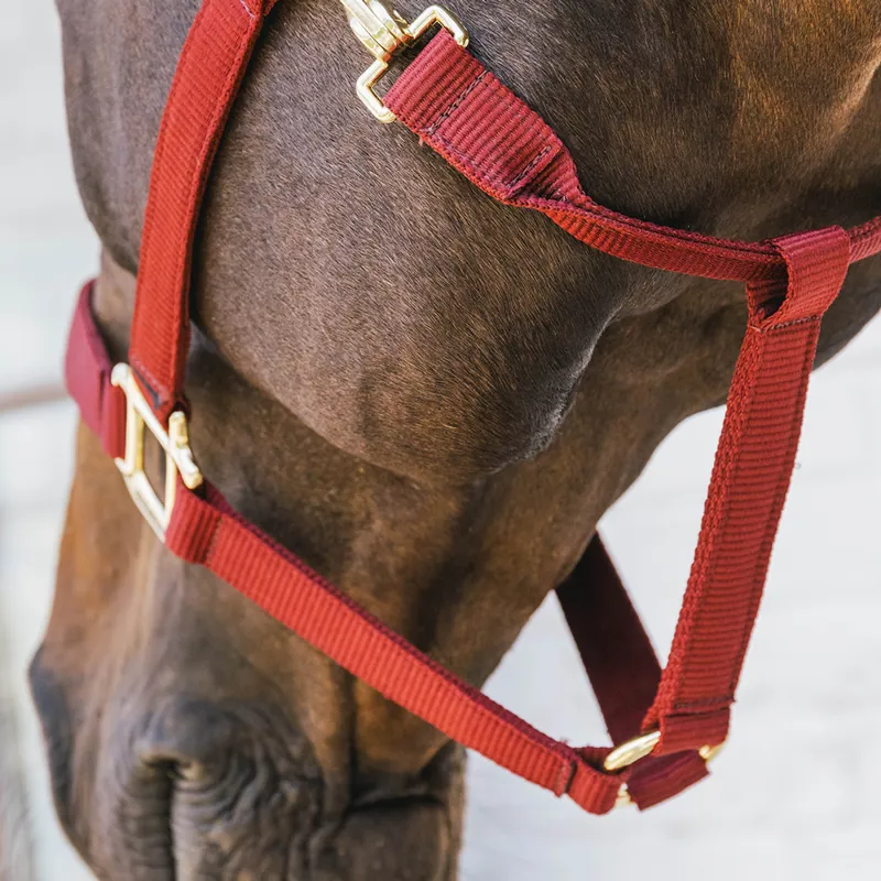 Kentucky Horsewear Nylon Breakaway Safety Headcollar - Bordeaux/Brown-3