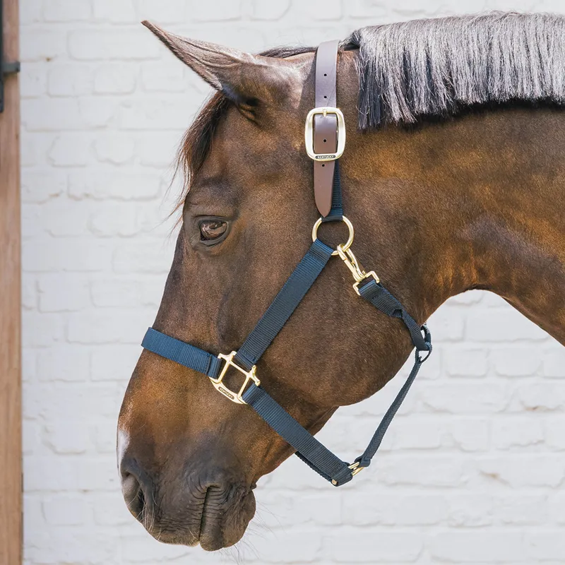 Kentucky Horsewear Nylon Breakaway Safety Headcollar - Navy/Brown