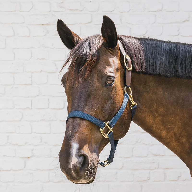 Kentucky Horsewear Nylon Breakaway Safety Headcollar - Navy/Brown-1