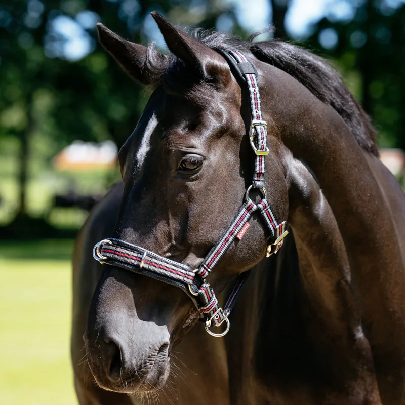 LeMieux Lunge Cavesson Headcollar - Black-1