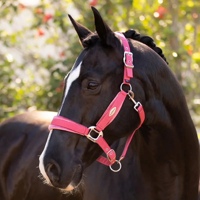 LeMieux Versailles Headcollar - Cranberry-1