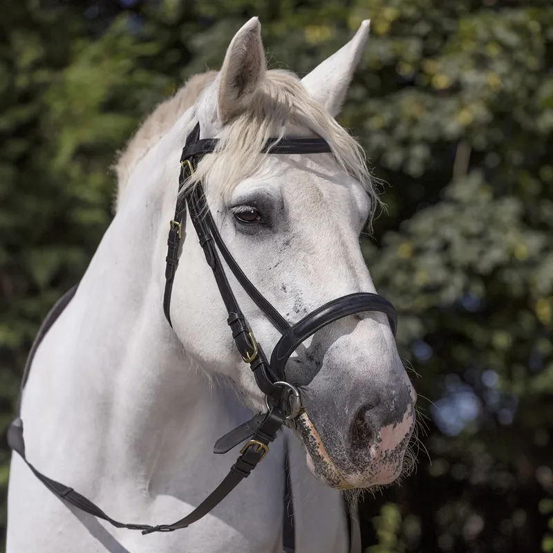 Norton Club Draught Horse Bridle - Black