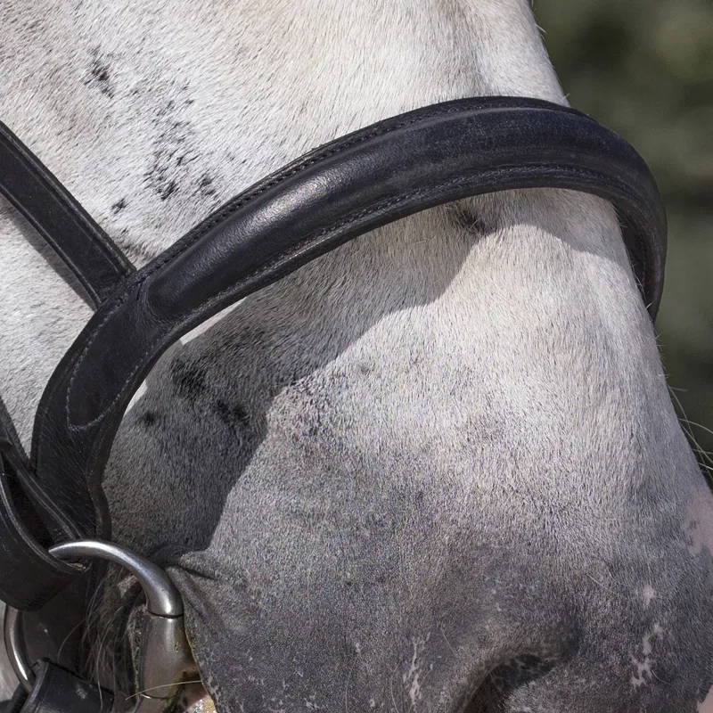 Norton Club Draught Horse Bridle - Black-1