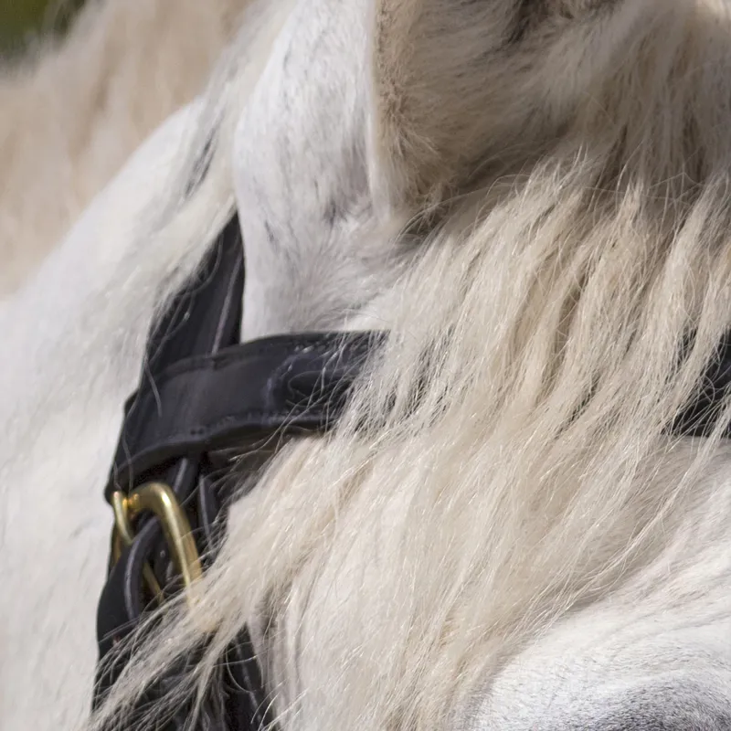 Norton Club Draught Horse Bridle - Black-3