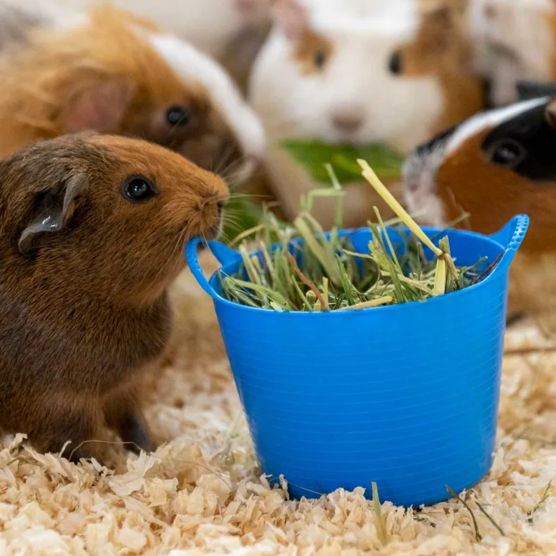 Red Gorilla Micro 300ml Tub - Blue-1