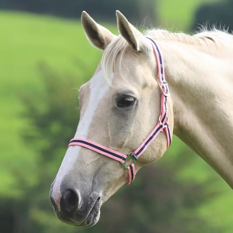 Wessex Headcollar - Navy/Pink