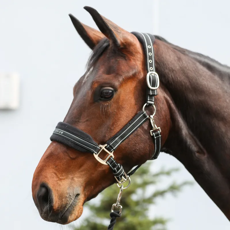 Equilibrium Stellar Style Safety Headcollar - Black-1