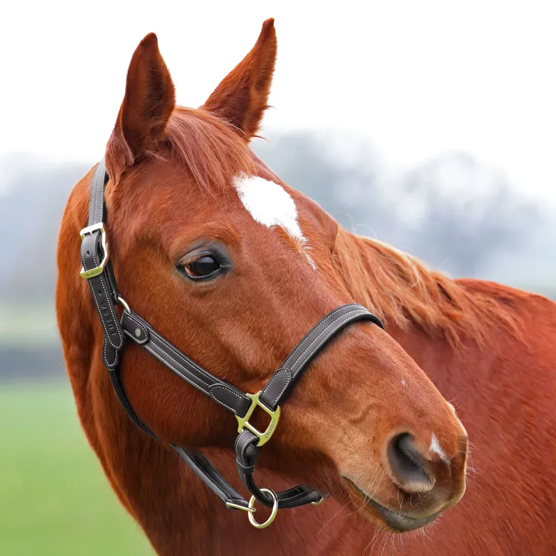 Velociti Lusso Girona Leather Headcollar - Black-1