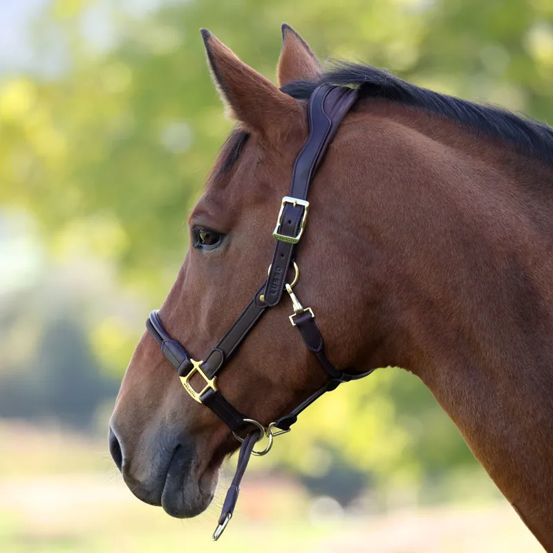 Velociti Lusso Soria Leather Headcollar - Havana-1
