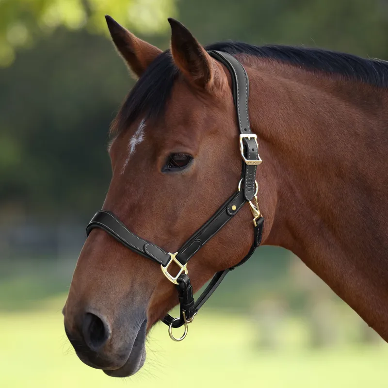 Velociti Lusso Lorca Leather Headcollar - Black-1