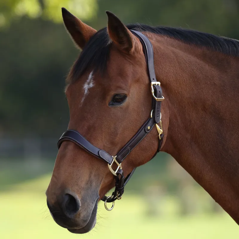 Velociti Lusso Lorca Leather Headcollar - Havana-1