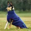 WeatherBeeta ComFiTec Fleece Zip Dog Coat - Navy/Burgundy
