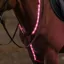 Woof Wear LED Neck Band - Pink