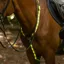 Woof Wear LED Neck Band - Yellow