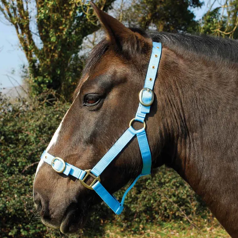 Rhinegold Nylon Headcollar - Baby Blue