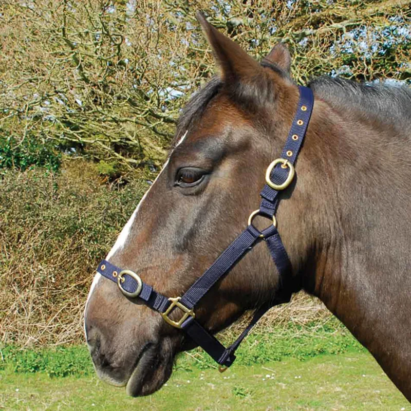 Rhinegold Nylon Headcollar - Navy