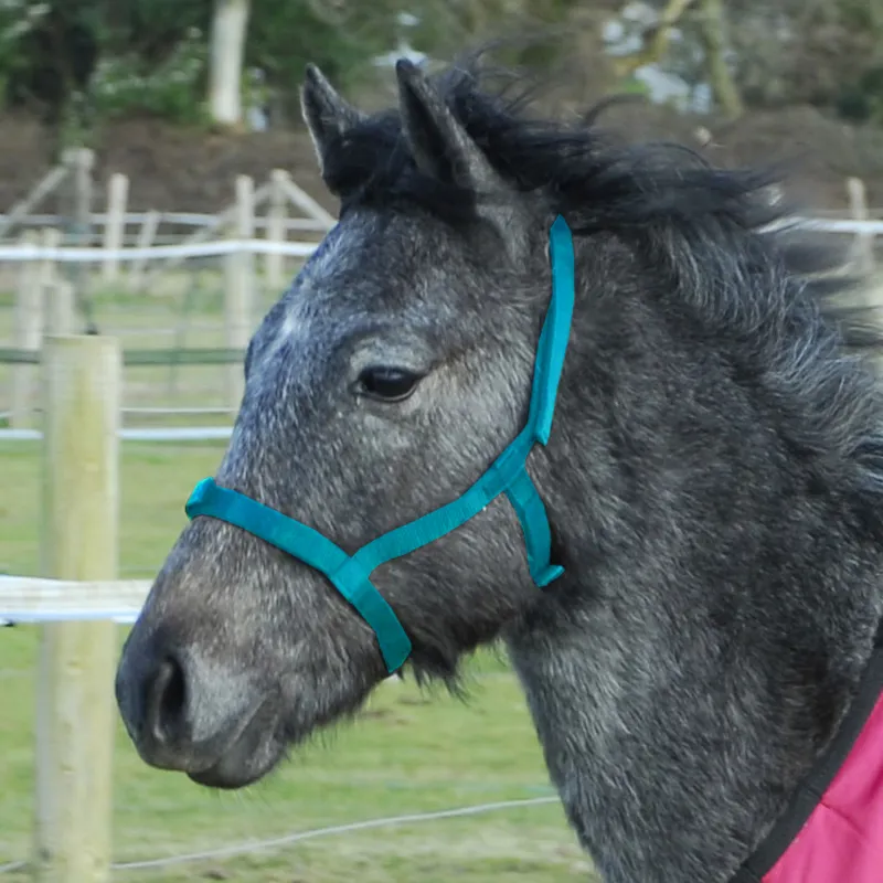Rhinegold Fieldsafe Nylon Foal Headcollar - Turquoise