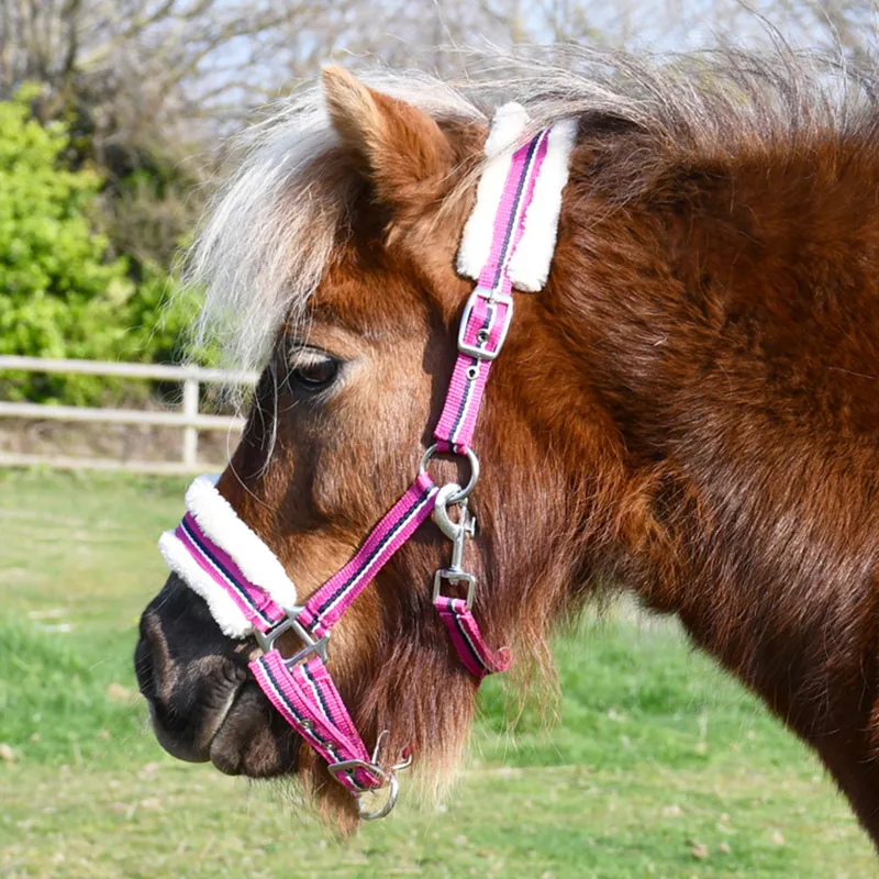Rhinegold Fur Trim Small Pony Headcollar - Raspberry Stripe
