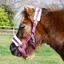 Rhinegold Fur Trim Small Pony Headcollar - Raspberry Stripe