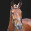 Shires Salisbury Brackley Grackle Bridle with Reins - Black