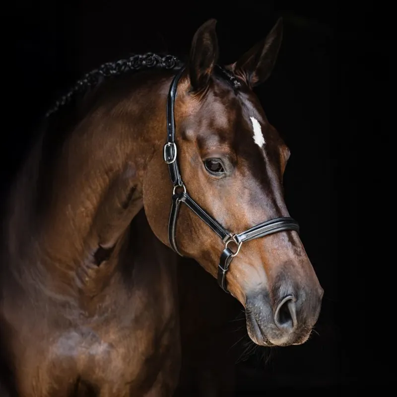 Schockemohle Ulm Pro Leather Headcollar - Black/Silver-1