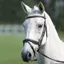 Shires Avignon Padded Raised Flash Bridle - Black