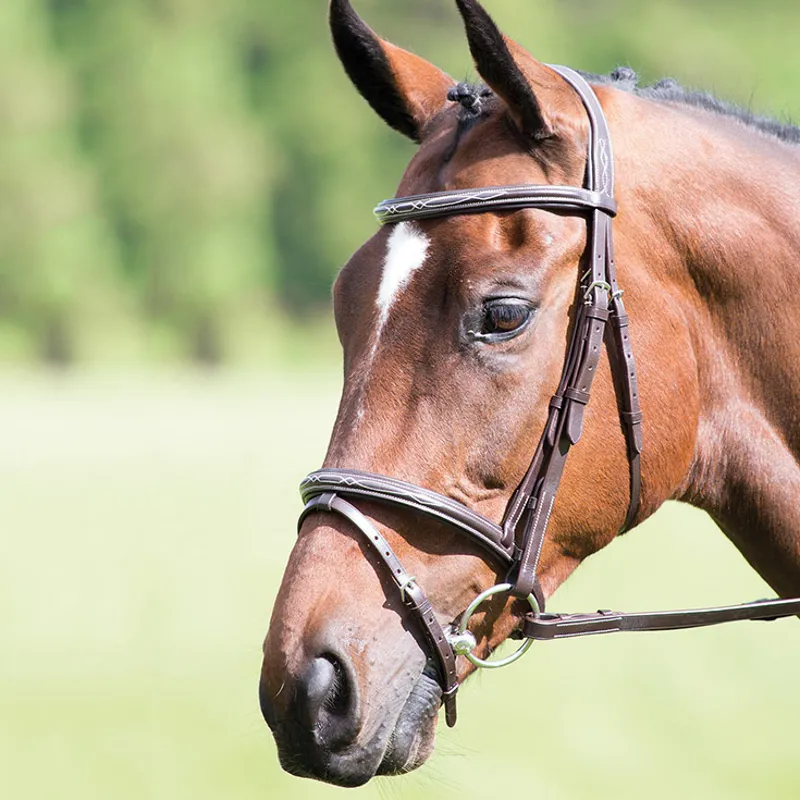 Shires Avignon Padded Raised Flash Bridle - Havana
