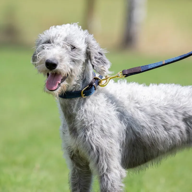 Digby and Fox Tweed Dog Lead - Navy-1