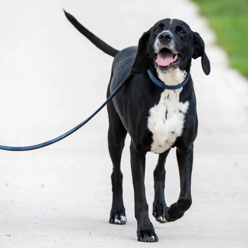 Digby and Fox Tweed Dog Lead - Navy-2