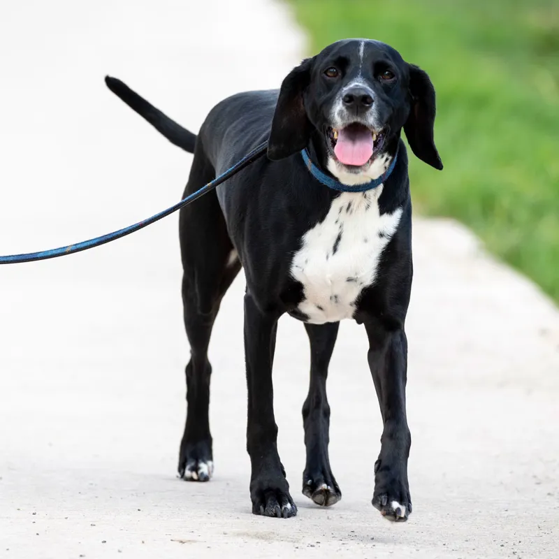 Digby and Fox Tweed Dog Lead - Navy-3