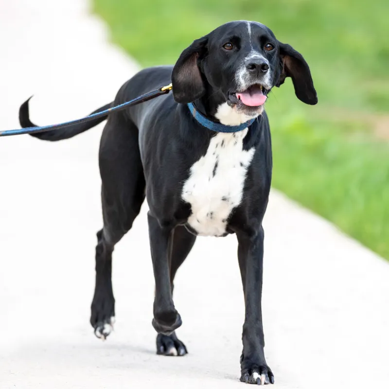 Digby and Fox Tweed Dog Lead - Navy-4