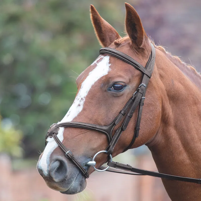 Shires Avignon Grackle Bridle - Havana