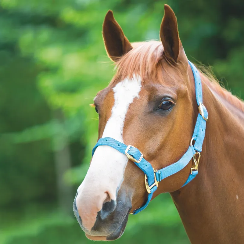 Shires Adjustable Headcollar - Baby Blue